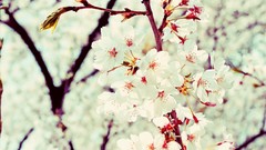 Flowers white flowers bokeh