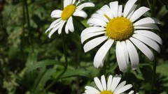 Flowers white flowers chamomile
