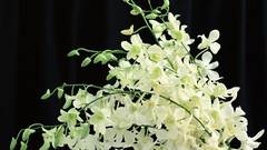 Flowers white flowers cherry blossoms