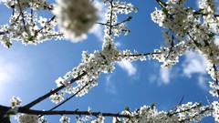 Flowers white flowers cherry blossoms blue skies