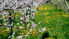 Flowers white flowers cherry blossoms depth of field
