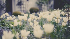 Flowers white flowers crocus bokeh