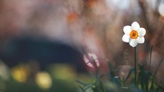 Flowers white flowers daffodils