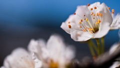 Flowers white flowers depth of field