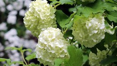 Flowers white flowers Hydrangeas