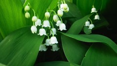 Flowers white flowers lily of the valley