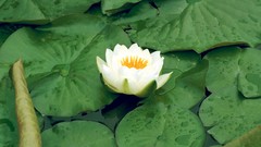 Flowers white flowers lily pads lotus flower