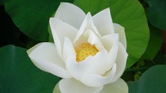 Flowers white flowers lotus flower