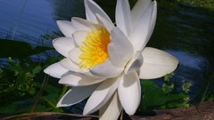 Flowers white flowers lotus flower