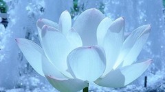 Flowers white flowers lotus flower