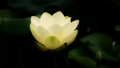 Flowers white flowers lotus flower