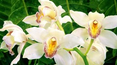 Flowers white flowers Orchids