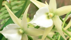Flowers white flowers Orchids