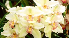 Flowers white flowers Orchids