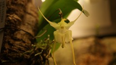 Flowers white flowers Orchids