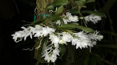 Flowers white flowers Orchids