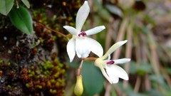 Flowers white flowers Orchids