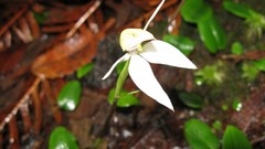 Flowers white flowers Orchids