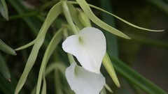 Flowers white flowers Orchids