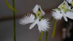 Flowers white flowers Orchids