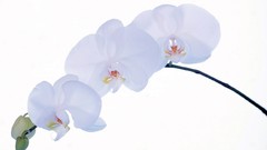Flowers white flowers Orchids