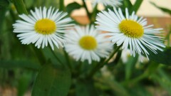 Flowers white flowers Plants