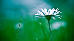 Flowers white flowers Plants macro Green