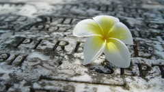 Flowers white flowers plumeria