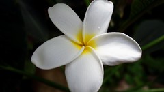 Flowers white flowers plumeria