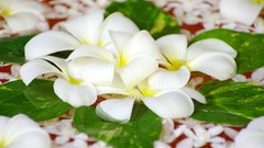 Flowers white flowers plumeria