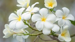 Flowers white flowers plumeria