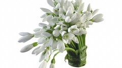 Flowers white flowers Simple Background