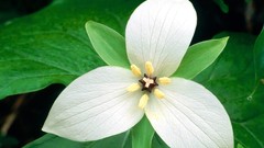 Flowers white flowers trillium beyaz