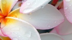 Flowers white flowers water drops plumeria