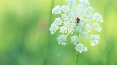 Flowers white flowers Wildflowers