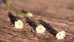 Flowers white flowers wooden floor depth of field