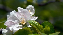 Flowers white Green flower petals