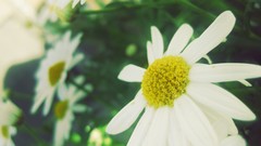 Flowers white Green Plants chamomile