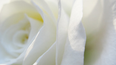 Flowers white roses flower