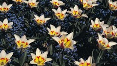 Flowers white tulips