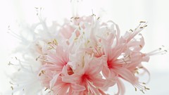 Flowers white white background