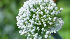 Flowers white white flowers