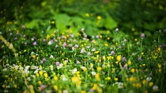 Flowers Wildflowers depth of field