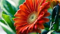 Flowers Wildflowers minimalistic