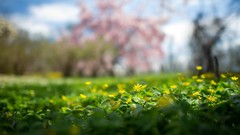 Flowers Wildflowers yellow flowers depth of field
