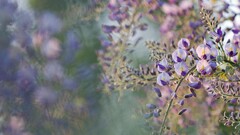 Flowers wisteria purple flowers depth of field nature Plants