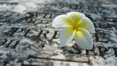 Flowers writing plumeria carving