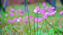 Flowers yard Alice Weeds Jane