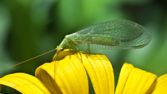 Flowers yellow Animals insects
