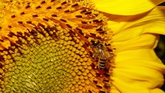 Flowers yellow bees insects